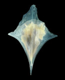 中文名:尖菱蝶螺(004087-00023)學名:Clio pyramidata Linnaeus, 1767(004087-00023)