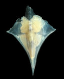 中文名:尖菱蝶螺(004087-00030)學名:Clio pyramidata Linnaeus, 1767(004087-00030)