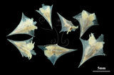 中文名:尖菱蝶螺(004087-00030)學名:Clio pyramidata Linnaeus, 1767(004087-00030)