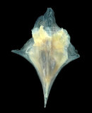 中文名:尖菱蝶螺(004183-00089)學名:Clio pyramidata Linnaeus, 1767(004183-00089)