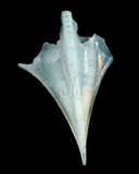 中文名:尖菱蝶螺(004183-00092)學名:Clio pyramidata Linnaeus, 1767(004183-00092)