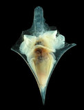 中文名:尖菱蝶螺(004323-00031)學名:Clio pyramidata Linnaeus, 1767(004323-00031)