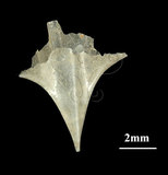 中文名:尖菱蝶螺(004324-00019)學名:Clio pyramidata Linnaeus, 1767(004324-00019)