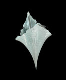 中文名:尖菱蝶螺(004611-00080)學名:Clio pyramidata Linnaeus, 1767(004611-00080)