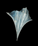 中文名:尖菱蝶螺(004611-00081)學名:Clio pyramidata Linnaeus, 1767(004611-00081)