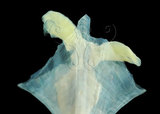 中文名:尖菱蝶螺(004775-00183)學名:Clio pyramidata Linnaeus, 1767(004775-00183)