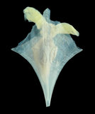 中文名:尖菱蝶螺(004775-00183)學名:Clio pyramidata Linnaeus, 1767(004775-00183)