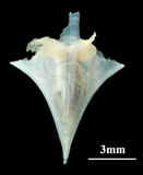 中文名:尖菱蝶螺(004799-00017)學名:Clio pyramidata Linnaeus, 1767(004799-00017)