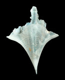 中文名:尖菱蝶螺(004800-00016)學名:Clio pyramidata Linnaeus, 1767(004800-00016)