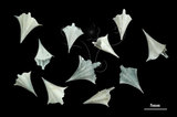 中文名:尖菱蝶螺(004800-00016)學名:Clio pyramidata Linnaeus, 1767(004800-00016)