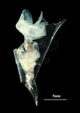 中文名:尖菱蝶螺(004920-00183)學名:Clio pyramidata Linnaeus, 1767(004920-00183)