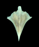 中文名:尖菱蝶螺(004920-00184)學名:Clio pyramidata Linnaeus, 1767(004920-00184)