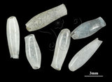 中文名:筒蝶螺(003896-00027)學名:Cuvierina columnella (Rang, 1827)(003896-00027)