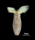 中文名:筒蝶螺(004087-00032)學名:Cuvierina columnella (Rang, 1827)(004087-00032)