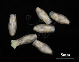 中文名:筒蝶螺(004087-00034)學名:Cuvierina columnella (Rang, 1827)(004087-00034)