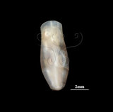 中文名:筒蝶螺(004087-00035)學名:Cuvierina columnella (Rang, 1827)(004087-00035)