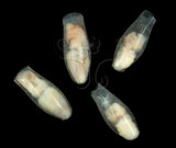 中文名:筒蝶螺(004323-00030)學名:Cuvierina columnella (Rang, 1827)(004323-00030)