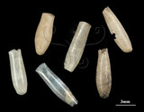 中文名:筒蝶螺(004324-00058)學名:Cuvierina columnella (Rang, 1827)(004324-00058)