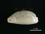 中文名:愛龍寶螺(002119-00056)學名:Cypraea errones Linnaeus, 1758(002119-00056)