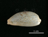 中文名:愛龍寶螺(002119-00057)學名:Cypraea errones Linnaeus, 1758(002119-00057)
