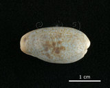 中文名:愛龍寶螺(002119-00057)學名:Cypraea errones Linnaeus, 1758(002119-00057)