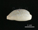 中文名:愛龍寶螺(002119-00058)學名:Cypraea errones Linnaeus, 1758(002119-00058)