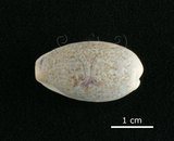 中文名:愛龍寶螺(002119-00058)學名:Cypraea errones Linnaeus, 1758(002119-00058)