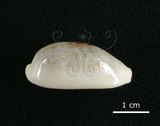 中文名:愛龍寶螺(002119-00059)學名:Cypraea errones Linnaeus, 1758(002119-00059)