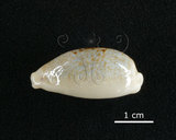 中文名:愛龍寶螺(002119-00059)學名:Cypraea errones Linnaeus, 1758(002119-00059)