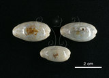 中文名:愛龍寶螺(002119-00059)學名:Cypraea errones Linnaeus, 1758(002119-00059)