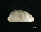 中文名:愛龍寶螺(002119-00060)學名:Cypraea errones Linnaeus, 1758(002119-00060)