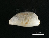 中文名:愛龍寶螺(002119-00060)學名:Cypraea errones Linnaeus, 1758(002119-00060)