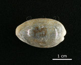 中文名:愛龍寶螺(002119-00060)學名:Cypraea errones Linnaeus, 1758(002119-00060)