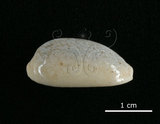 中文名:愛龍寶螺(002119-00061)學名:Cypraea errones Linnaeus, 1758(002119-00061)