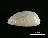 中文名:愛龍寶螺(002119-00061)學名:Cypraea errones Linnaeus, 1758(002119-00061)