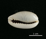 中文名:愛龍寶螺(002119-00061)學名:Cypraea errones Linnaeus, 1758(002119-00061)