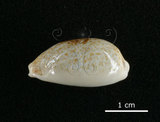 中文名:愛龍寶螺(002119-00061)學名:Cypraea errones Linnaeus, 1758(002119-00061)