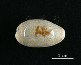 中文名:愛龍寶螺(002119-00061)學名:Cypraea errones Linnaeus, 1758(002119-00061)