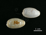 中文名:愛龍寶螺(002119-00061)學名:Cypraea errones Linnaeus, 1758(002119-00061)