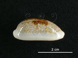 中文名:愛龍寶螺(002368-00373)學名:Cypraea errones Linnaeus, 1758(002368-00373)