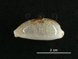 中文名:愛龍寶螺(002368-00373)學名:Cypraea errones Linnaeus, 1758(002368-00373)