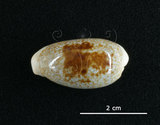 中文名:愛龍寶螺(002368-00373)學名:Cypraea errones Linnaeus, 1758(002368-00373)