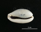 中文名:愛龍寶螺(002368-00373)學名:Cypraea errones Linnaeus, 1758(002368-00373)