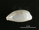 中文名:愛龍寶螺(002368-00373)學名:Cypraea errones Linnaeus, 1758(002368-00373)