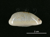 中文名:愛龍寶螺(002368-00373)學名:Cypraea errones Linnaeus, 1758(002368-00373)