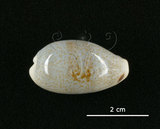 中文名:愛龍寶螺(002368-00373)學名:Cypraea errones Linnaeus, 1758(002368-00373)