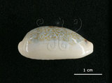 中文名:愛龍寶螺(002368-00374)學名:Cypraea errones Linnaeus, 1758(002368-00374)