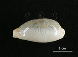 中文名:愛龍寶螺(002368-00374)學名:Cypraea errones Linnaeus, 1758(002368-00374)