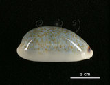 中文名:愛龍寶螺(002368-00375)學名:Cypraea errones Linnaeus, 1758(002368-00375)