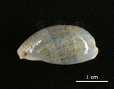 中文名:愛龍寶螺(002368-00375)學名:Cypraea errones Linnaeus, 1758(002368-00375)